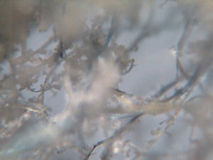 stof onder een microscoop